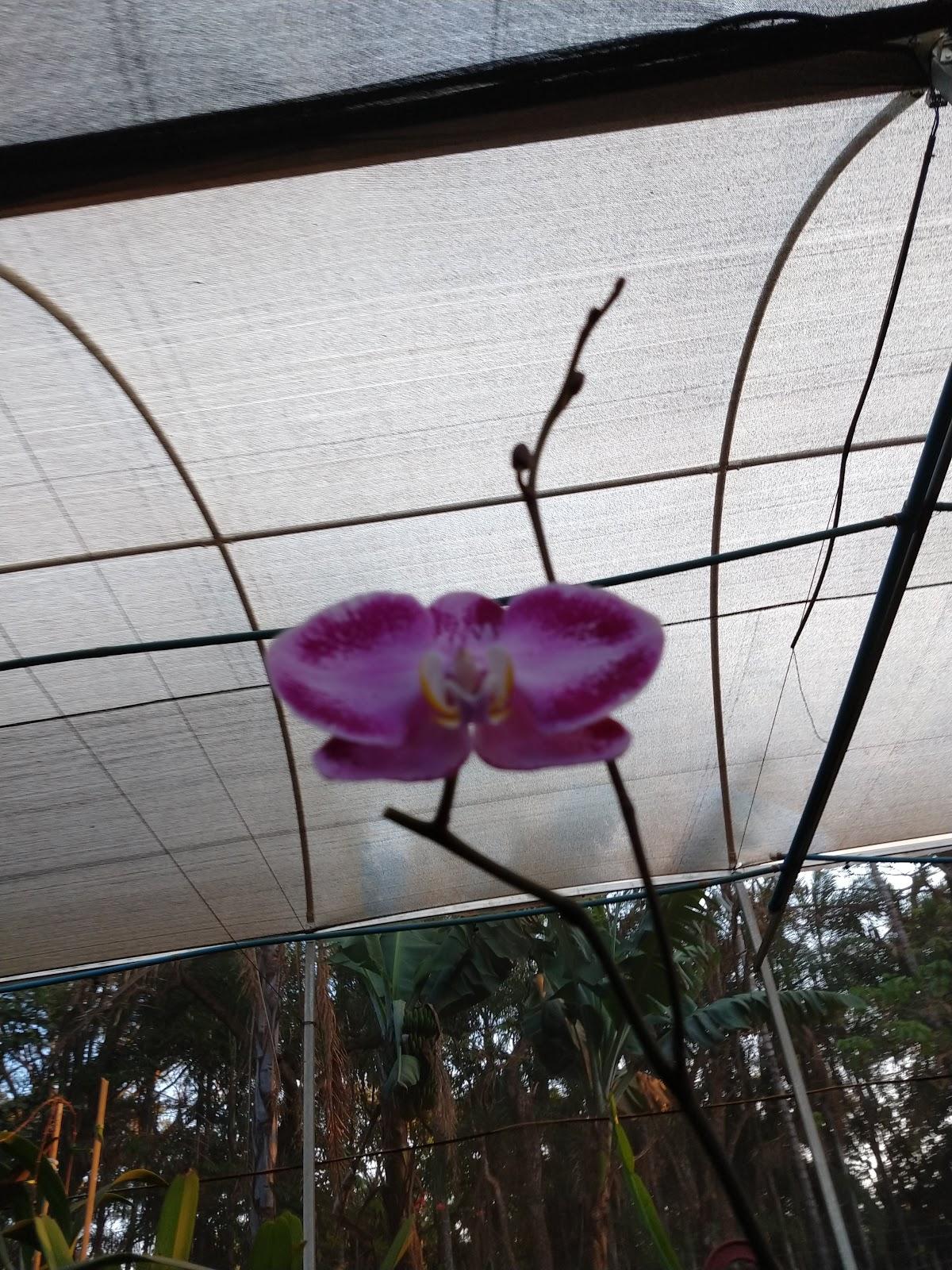 Orquidario - WM