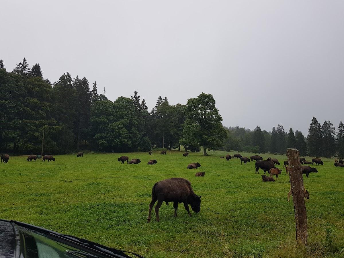 Christian Lecomte, Auberge des Bisons