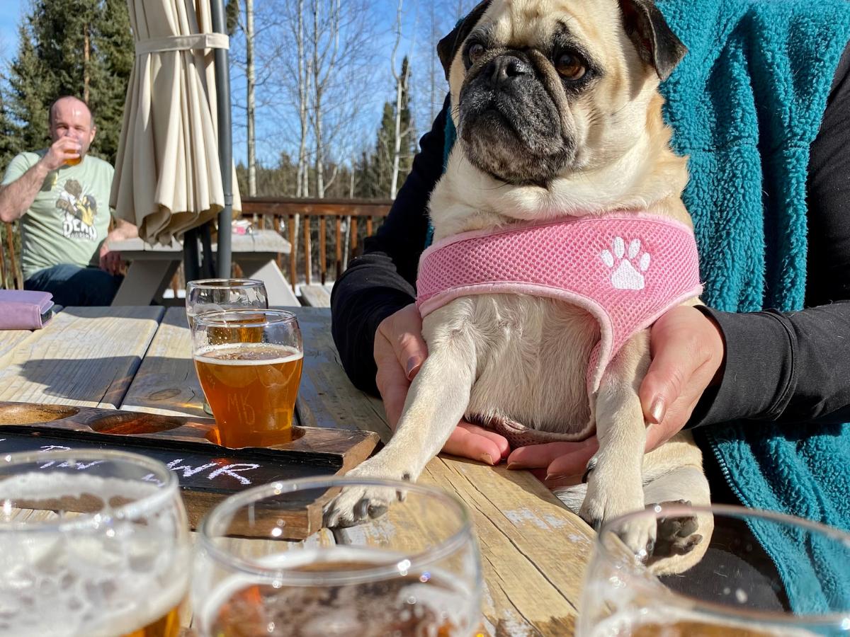 Apex Brewing/Apex Predator Brewing