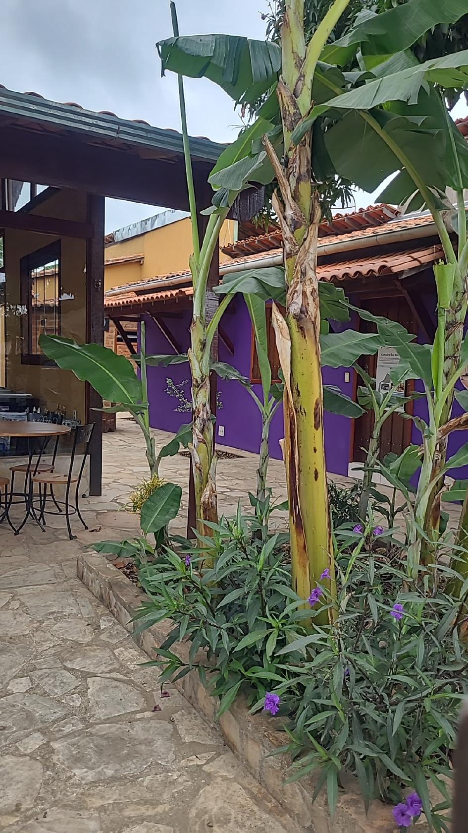 Gandhi Açai