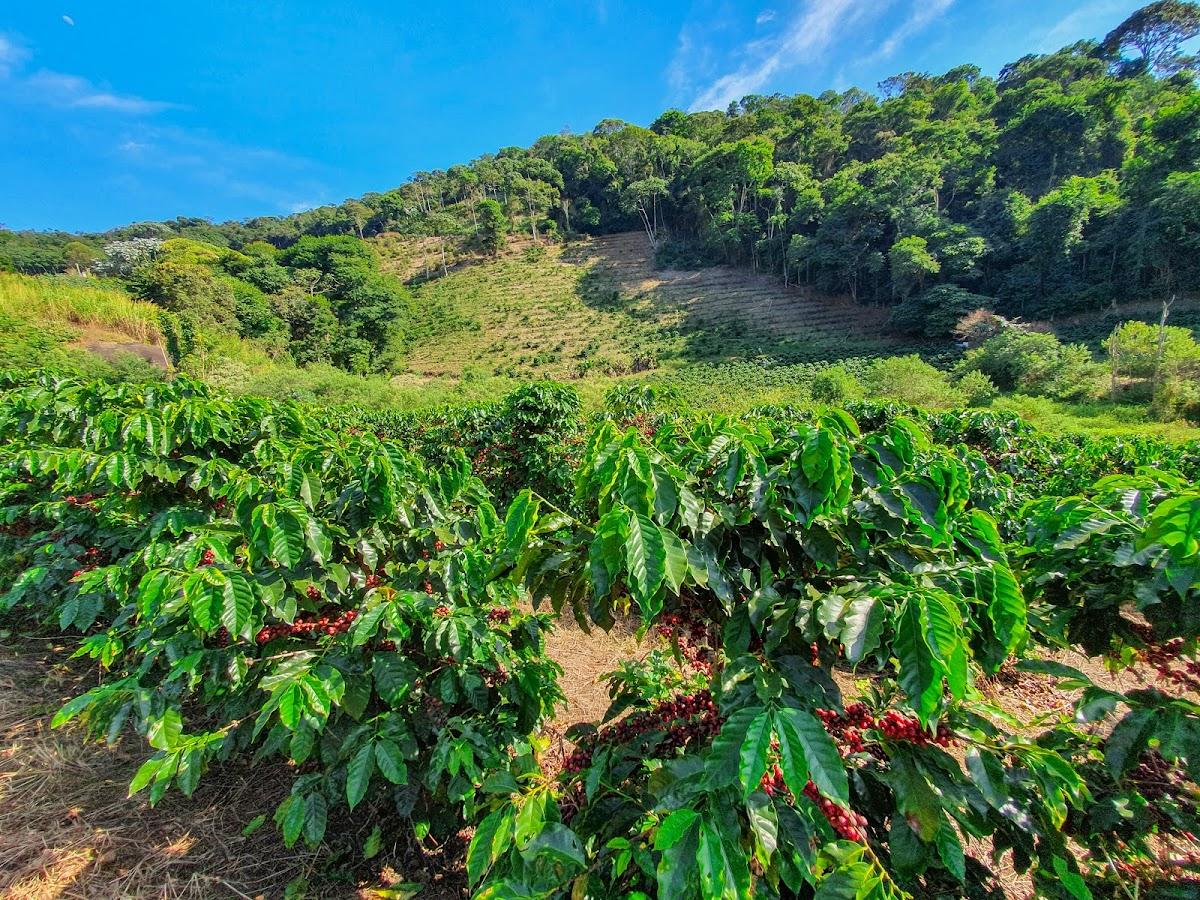 Fazenda Montes altos