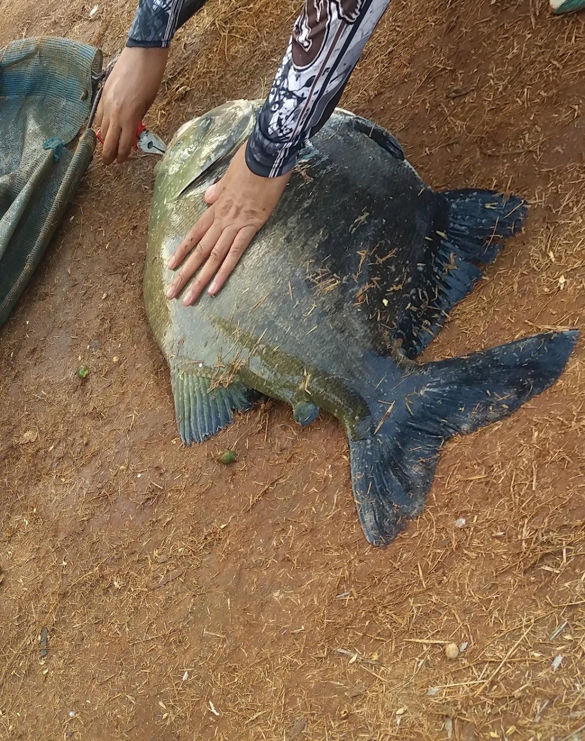 Pesqueiro Boitupesca
