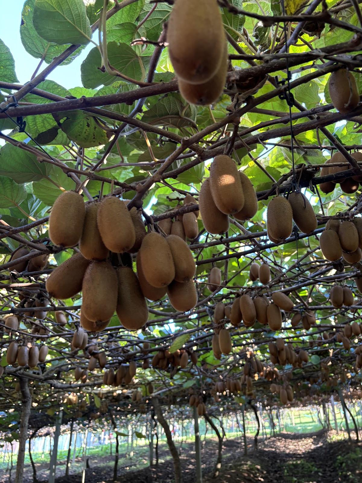 Chácara Kiwi da Serra