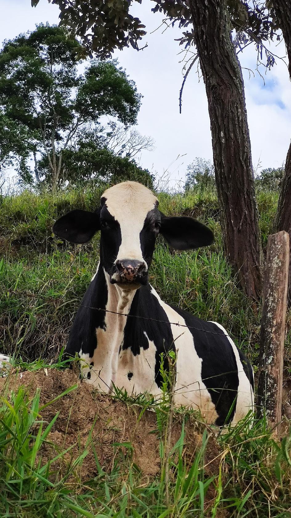 Lanchonete do Toninho