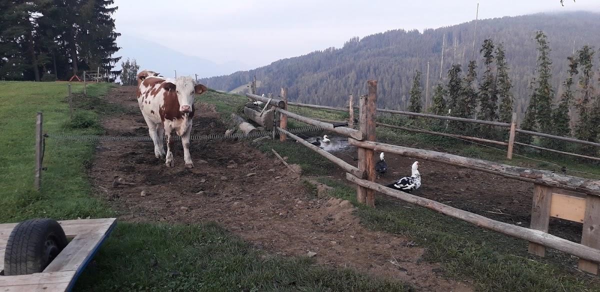 Ekološka Turistična Kmetija Gradišnik