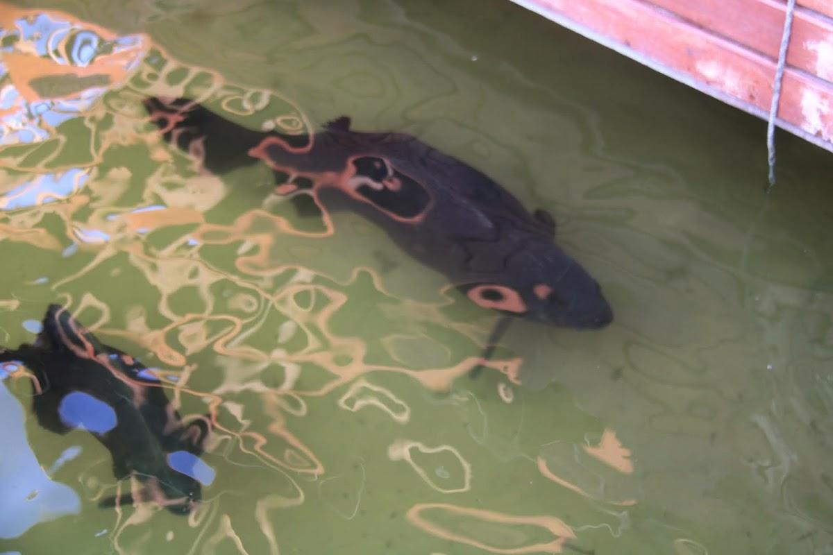 Banho com os Tambaquis
