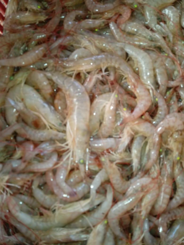 Barraca de Lelo