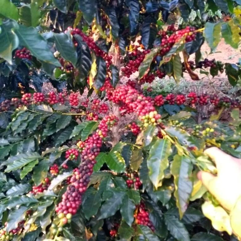 Café Massini