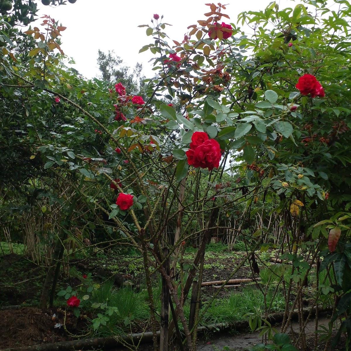 Lanchonete Pesque e Pague Rosa Mística