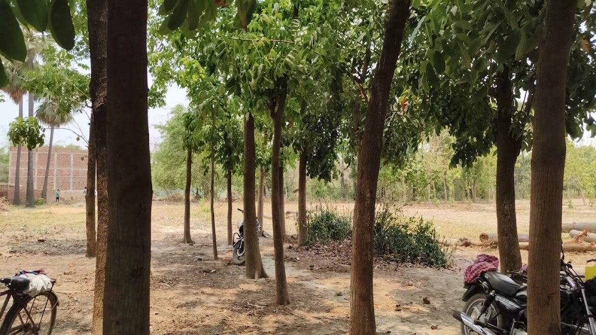Vishal forest