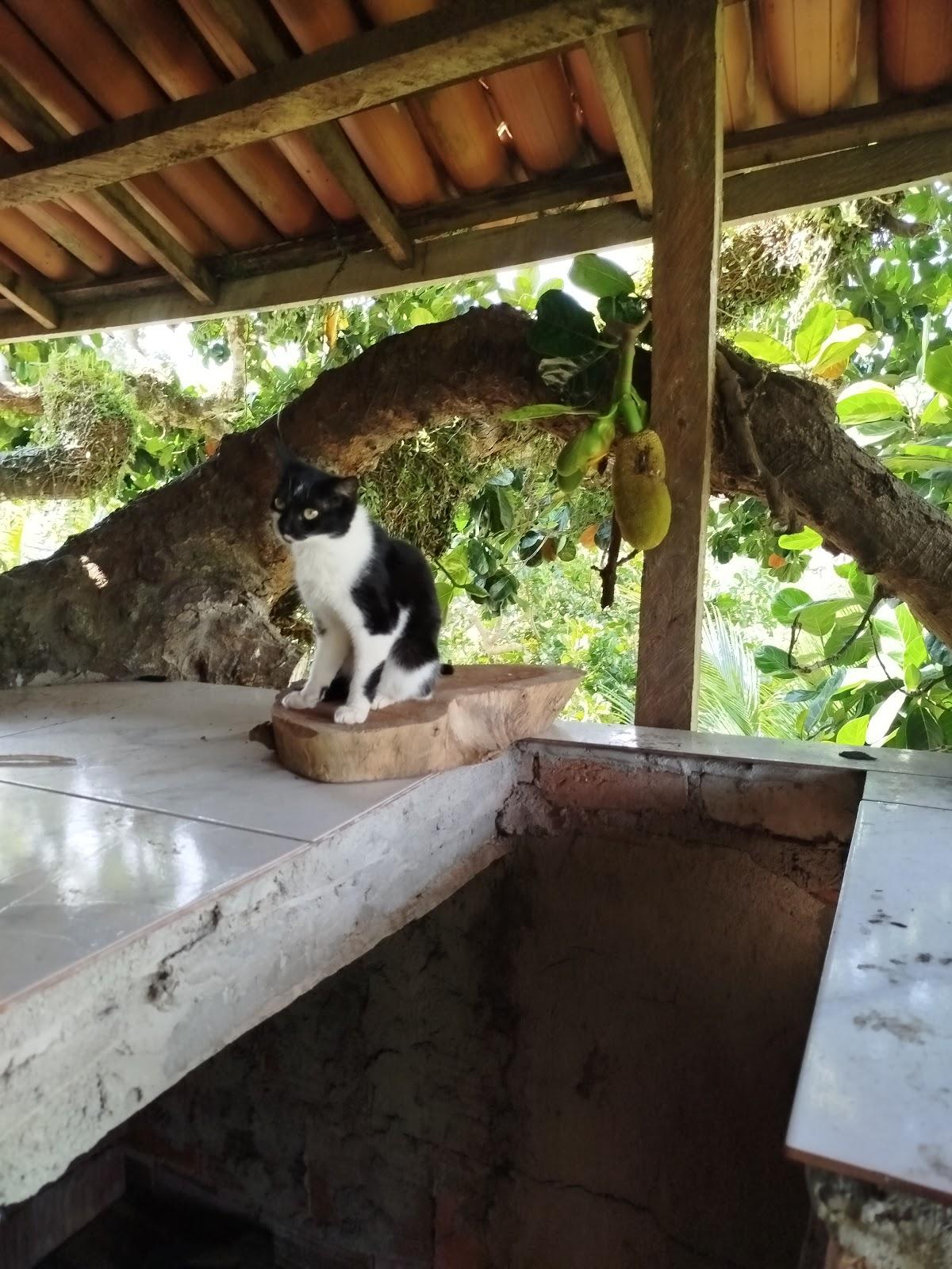 Bar e Restaurante Paraiso Selvagem