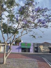 Açaí Do Lelé