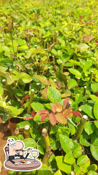 Food at Hotel Vithu Mauli (pure veg)