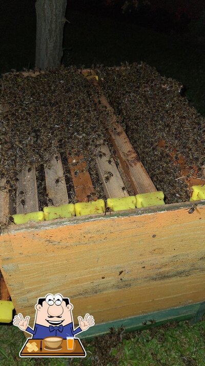 Cibo al Bee Power Farm